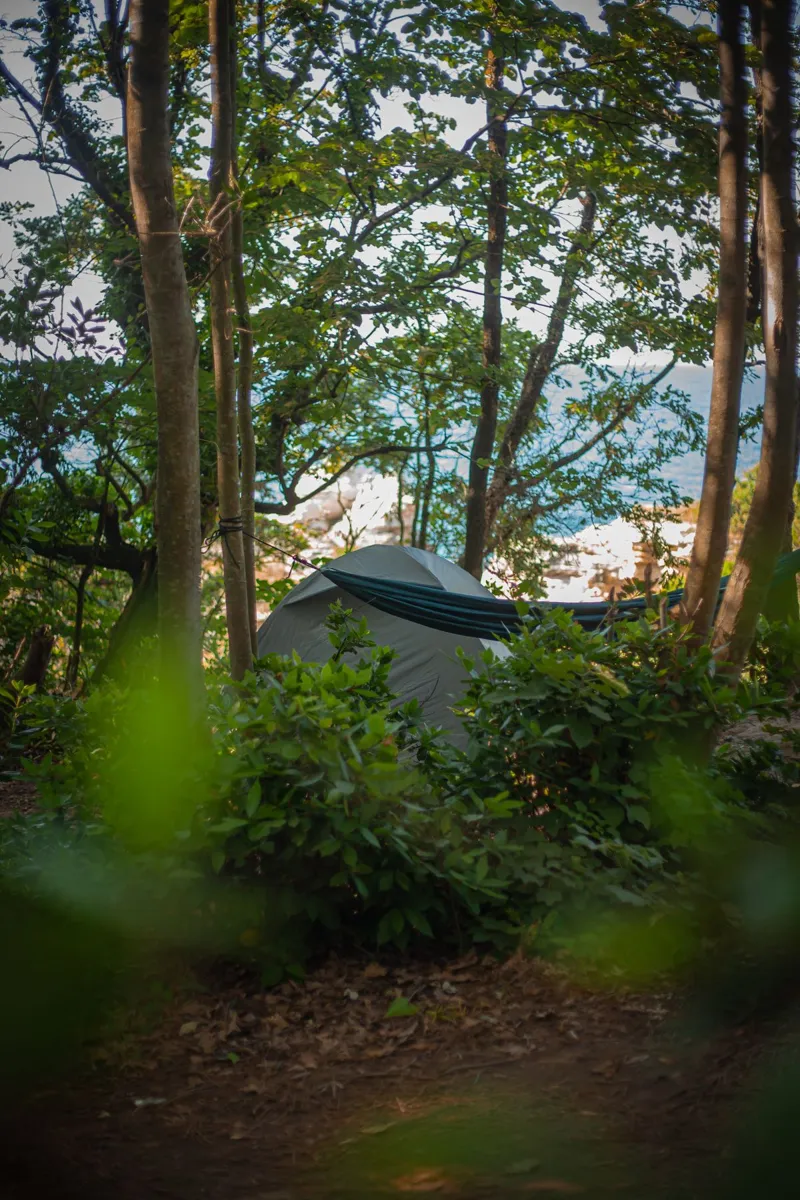 Tent and hammock among trees near a beach